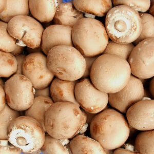 Mushroom Chestnut x 10