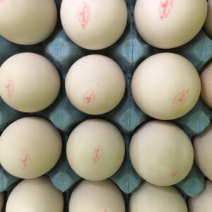 Eggs - Free Range Duck eggs