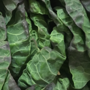 Sprout Top, English x 500g