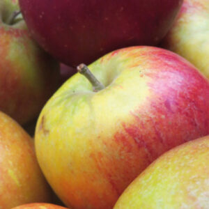 Apple - Cox