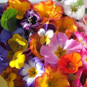 Edible Violas – pnt