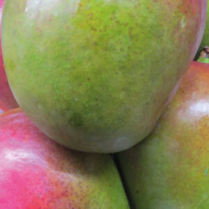 Mango - X 1