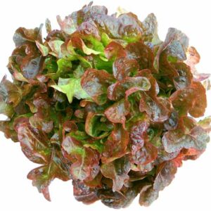 Lettuce Oak Leaf – box
