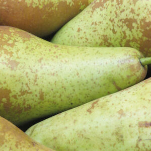 Pear - Conference x 2