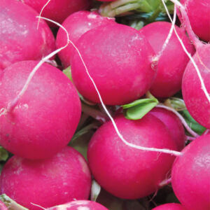 Radish