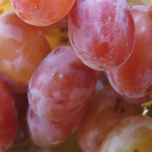 Grape Red- BEST Class 1, x 500g